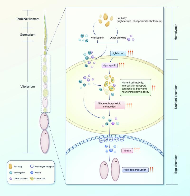 https://cdn.ncbi.nlm.nih.gov/pmc/blobs/ddfe/12284031/884c04deb998/42003_2025_8526_Fig9_HTML.jpg