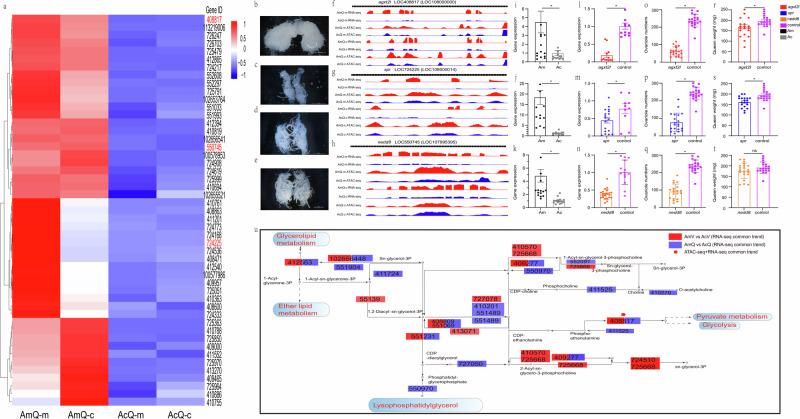 https://cdn.ncbi.nlm.nih.gov/pmc/blobs/ddfe/12284031/acae1d2dcda0/42003_2025_8526_Fig5_HTML.jpg