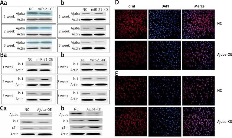 https://cdn.ncbi.nlm.nih.gov/pmc/blobs/ddfe/9710289/58c869e25914/AMS-18-6-154956-g003.jpg