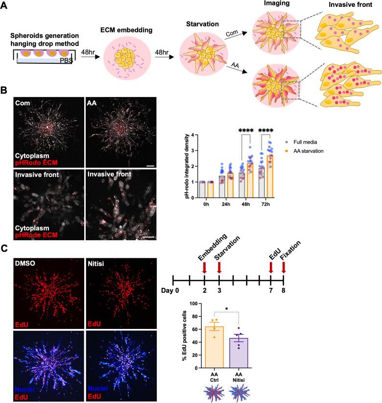 https://cdn.ncbi.nlm.nih.gov/pmc/blobs/ddff/10791009/017905116fc3/pbio.3002406.g007.jpg