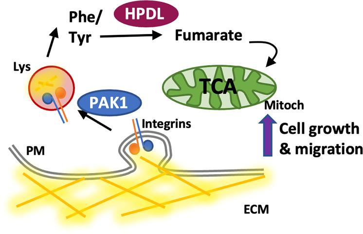 https://cdn.ncbi.nlm.nih.gov/pmc/blobs/ddff/10791009/52ac78ddcee0/pbio.3002406.g009.jpg