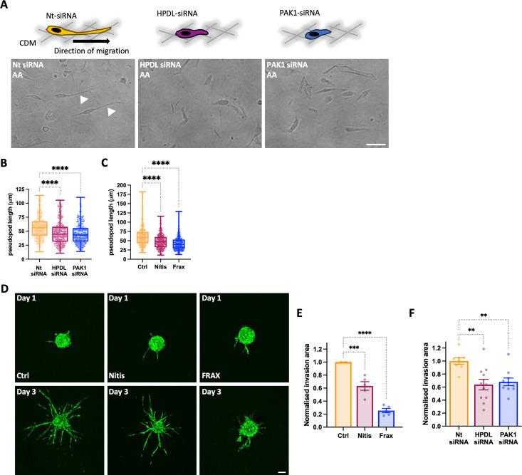 https://cdn.ncbi.nlm.nih.gov/pmc/blobs/ddff/10791009/da28b9068877/pbio.3002406.g008.jpg