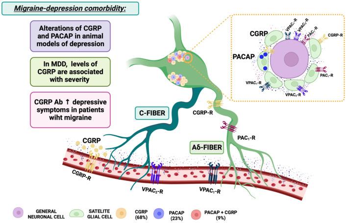https://cdn.ncbi.nlm.nih.gov/pmc/blobs/de0c/10886628/7495660440b3/biomolecules-14-00163-g002.jpg