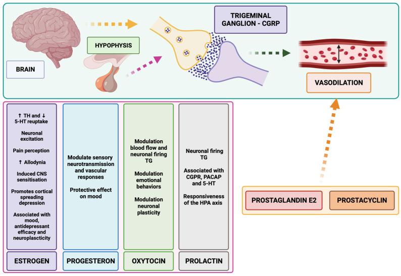 https://cdn.ncbi.nlm.nih.gov/pmc/blobs/de0c/10886628/c504782d25e5/biomolecules-14-00163-g003.jpg