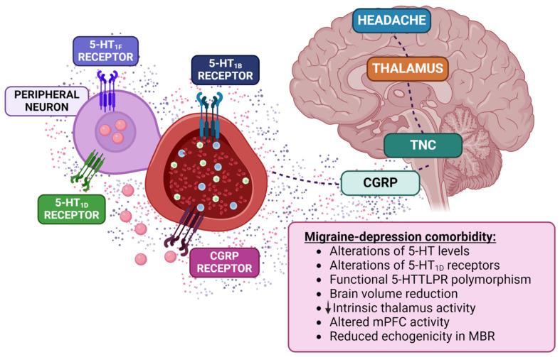 https://cdn.ncbi.nlm.nih.gov/pmc/blobs/de0c/10886628/e89fa88d71b5/biomolecules-14-00163-g001.jpg