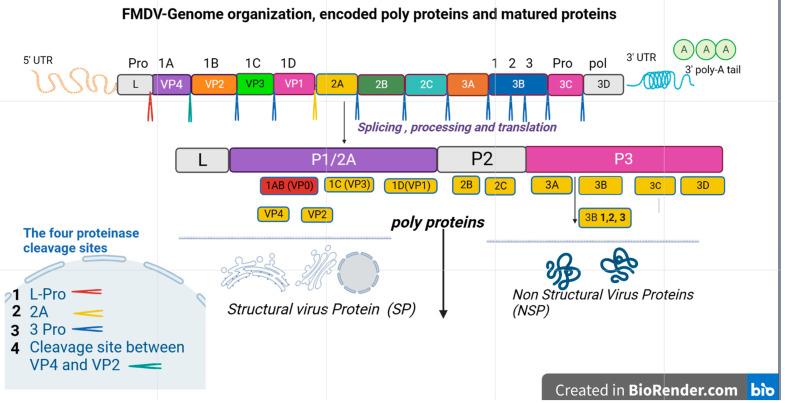 https://cdn.ncbi.nlm.nih.gov/pmc/blobs/de0d/10059872/41e17b936505/viruses-15-00797-g001.jpg