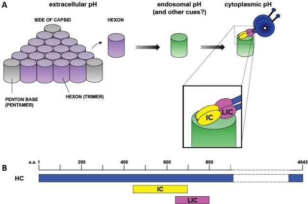 https://cdn.ncbi.nlm.nih.gov/pmc/blobs/de0e/3185799/347feffe95c2/viruses-03-01417f2.jpg