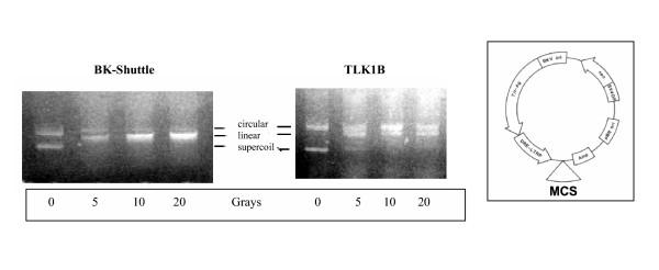 https://cdn.ncbi.nlm.nih.gov/pmc/blobs/de0f/1242231/72a2863c3fe3/1471-2199-6-19-4.jpg