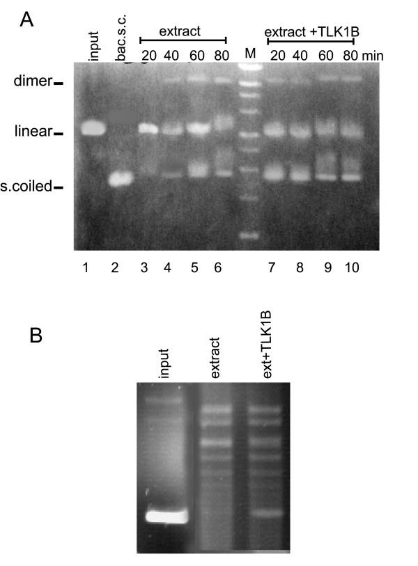 https://cdn.ncbi.nlm.nih.gov/pmc/blobs/de0f/1242231/bb9e03ff761f/1471-2199-6-19-7.jpg