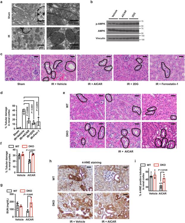 https://cdn.ncbi.nlm.nih.gov/pmc/blobs/de0f/7008777/156945430317/nihms-1548195-f0006.jpg