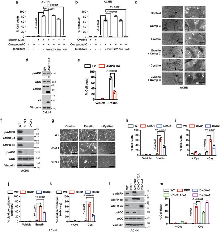 https://cdn.ncbi.nlm.nih.gov/pmc/blobs/de0f/7008777/646fe508f460/nihms-1548195-f0003.jpg