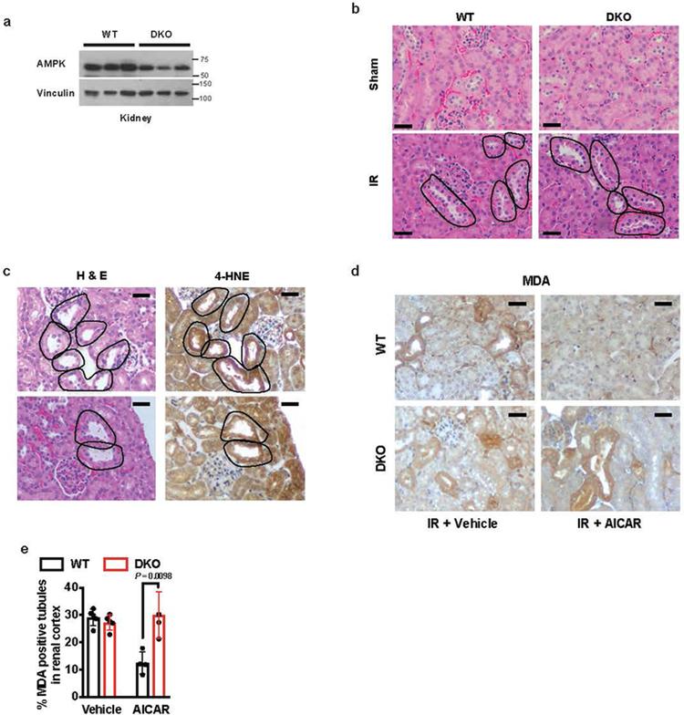 https://cdn.ncbi.nlm.nih.gov/pmc/blobs/de0f/7008777/f275bc8d9c4a/nihms-1548195-f0014.jpg