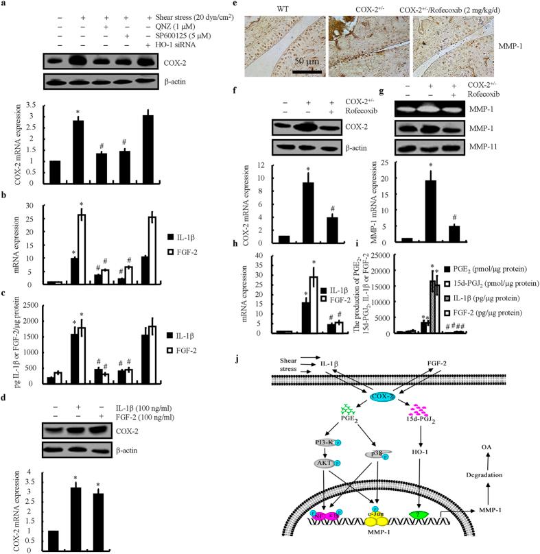 https://cdn.ncbi.nlm.nih.gov/pmc/blobs/de12/4438667/5ad6fea060ad/srep10412-f6.jpg
