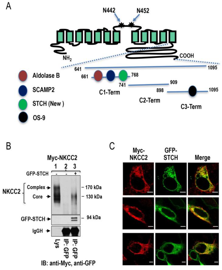https://cdn.ncbi.nlm.nih.gov/pmc/blobs/de14/7926544/6daa265427ee/ijms-22-02207-g001.jpg
