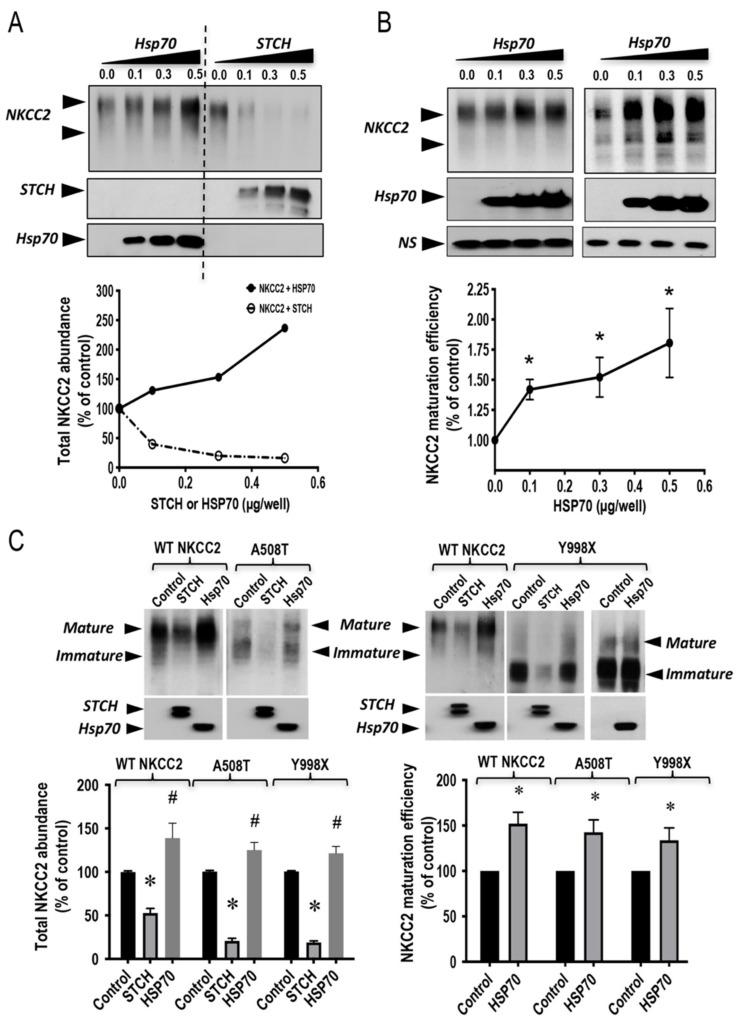 https://cdn.ncbi.nlm.nih.gov/pmc/blobs/de14/7926544/e67755ddabcf/ijms-22-02207-g007.jpg