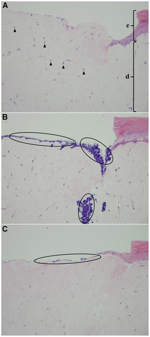 https://cdn.ncbi.nlm.nih.gov/pmc/blobs/de16/3163682/51316cf0723c/pone.0024104.g003.jpg