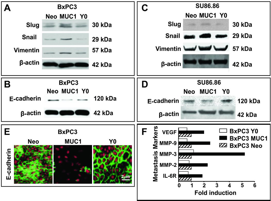 https://cdn.ncbi.nlm.nih.gov/pmc/blobs/de1a/3063863/1dac869457d7/nihms240140f3.jpg