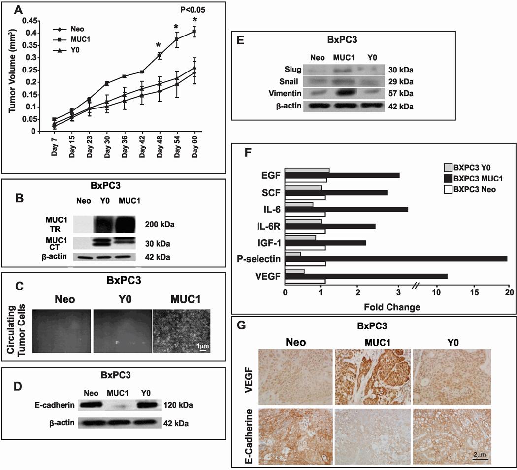 https://cdn.ncbi.nlm.nih.gov/pmc/blobs/de1a/3063863/d918ceb41d39/nihms240140f4.jpg