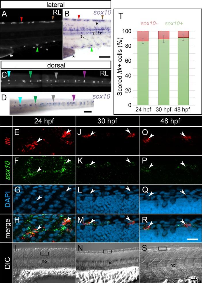 https://cdn.ncbi.nlm.nih.gov/pmc/blobs/de1a/6191144/0bf840977515/pgen.1007402.g002.jpg