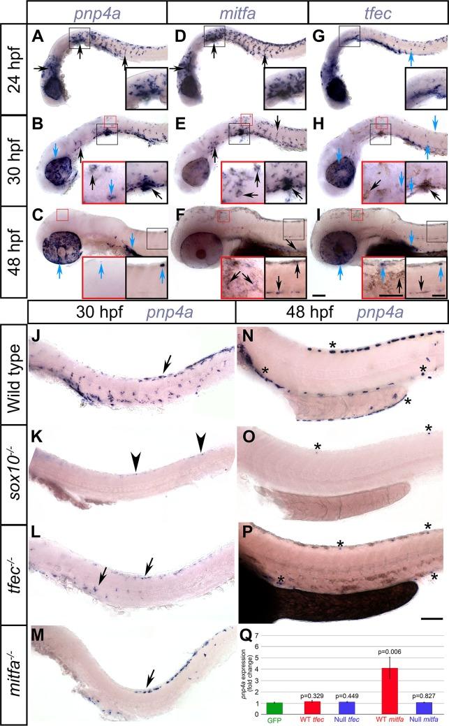 https://cdn.ncbi.nlm.nih.gov/pmc/blobs/de1a/6191144/0f3b521ef9d2/pgen.1007402.g004.jpg