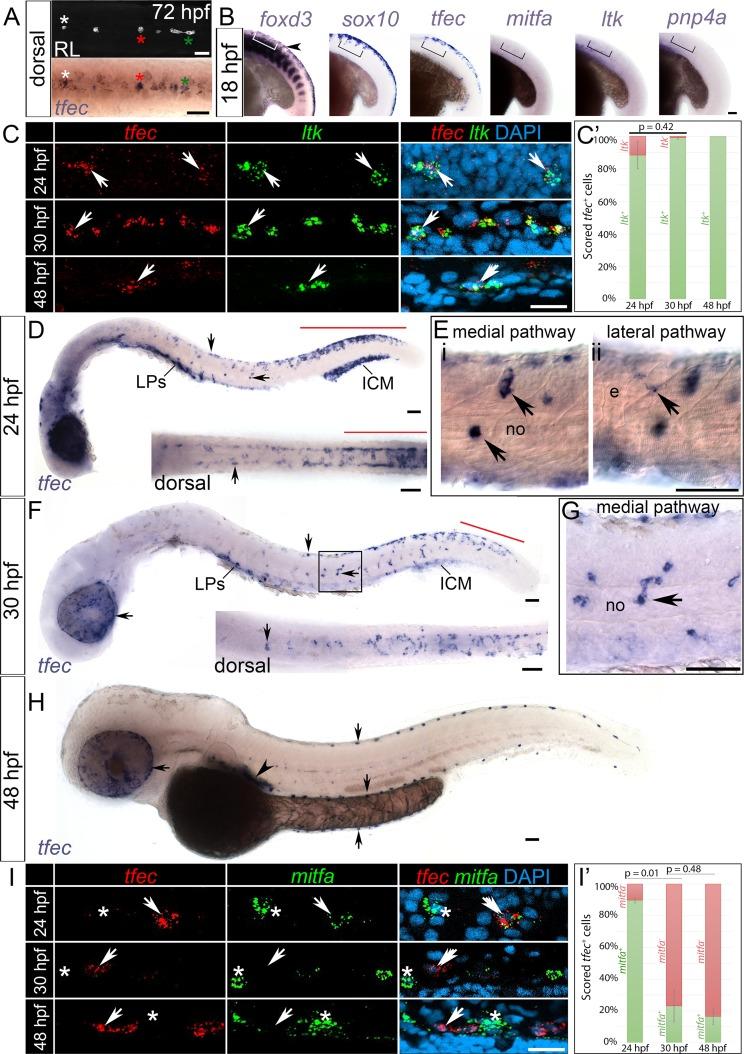 https://cdn.ncbi.nlm.nih.gov/pmc/blobs/de1a/6191144/7488eb780142/pgen.1007402.g001.jpg