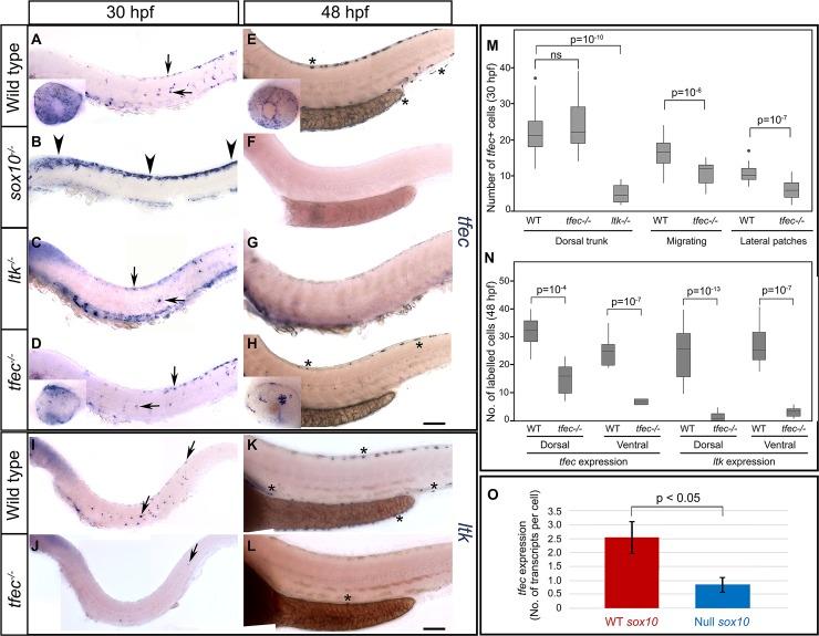 https://cdn.ncbi.nlm.nih.gov/pmc/blobs/de1a/6191144/f549d6d49c20/pgen.1007402.g003.jpg