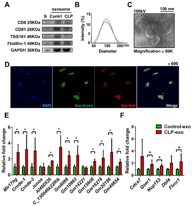 https://cdn.ncbi.nlm.nih.gov/pmc/blobs/de1b/10968321/38f014092aac/biomedicines-12-00534-g001.jpg