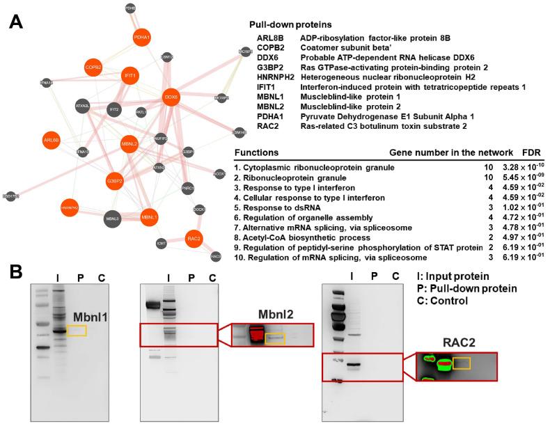 https://cdn.ncbi.nlm.nih.gov/pmc/blobs/de1b/10968321/ce5a46383ccd/biomedicines-12-00534-g005.jpg