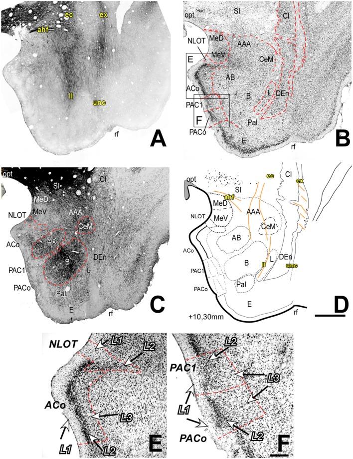 https://cdn.ncbi.nlm.nih.gov/pmc/blobs/de1b/6446959/cb281d1dffb8/fnana-13-00036-g0001.jpg