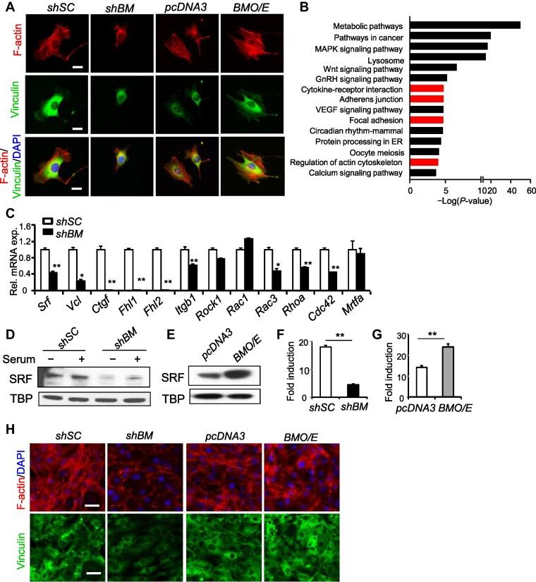 https://cdn.ncbi.nlm.nih.gov/pmc/blobs/de1c/10174720/97e15a2eba60/mjac079fig1.jpg