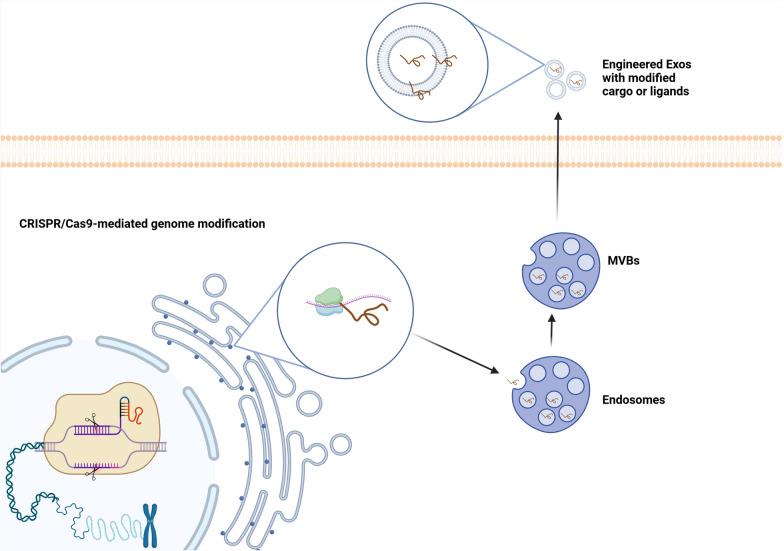 https://cdn.ncbi.nlm.nih.gov/pmc/blobs/de1c/12090443/1ff2647115fa/13287_2025_4363_Fig5_HTML.jpg