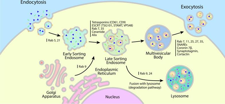 https://cdn.ncbi.nlm.nih.gov/pmc/blobs/de1c/12090443/6b333718dc26/13287_2025_4363_Fig1_HTML.jpg