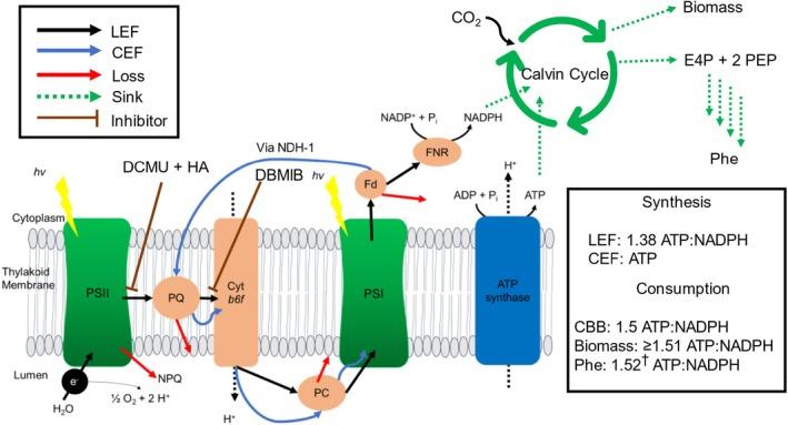 https://cdn.ncbi.nlm.nih.gov/pmc/blobs/de1d/12043352/b7ea6afb1586/TPJ-122-0-g005.jpg