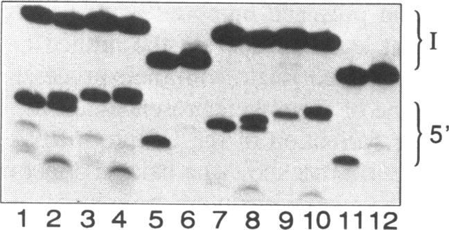 https://cdn.ncbi.nlm.nih.gov/pmc/blobs/de21/309364/2ebc8160ae20/nar00056-0077-a.jpg