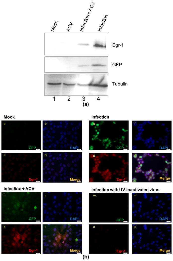 https://cdn.ncbi.nlm.nih.gov/pmc/blobs/de21/4175986/6cce635f009a/nihms628515f2.jpg