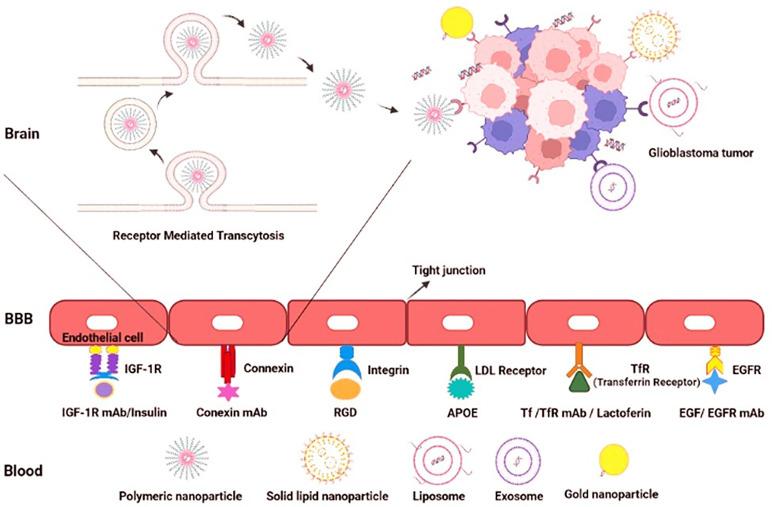 https://cdn.ncbi.nlm.nih.gov/pmc/blobs/de24/9231436/2c7fef48fe5c/fimmu-13-859633-g004.jpg