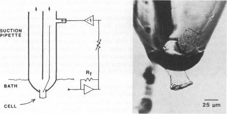 https://cdn.ncbi.nlm.nih.gov/pmc/blobs/de25/1329977/2c046bd57936/biophysj00164-0004-a.jpg