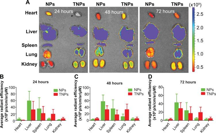 https://cdn.ncbi.nlm.nih.gov/pmc/blobs/de25/4235507/b2e382362efb/ijn-9-5261Fig5.jpg
