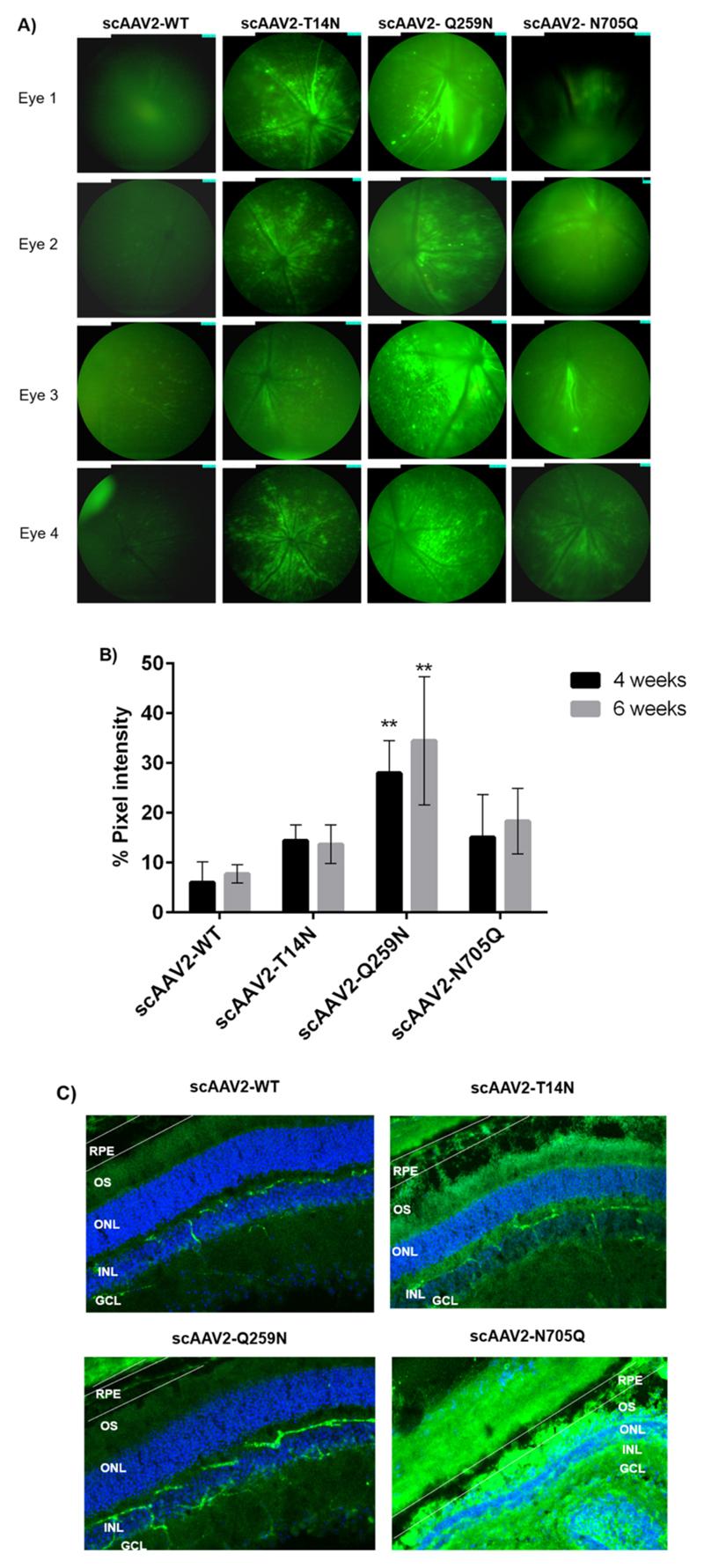 https://cdn.ncbi.nlm.nih.gov/pmc/blobs/de26/7035104/e89fc55c7a9a/EMS85813-f006.jpg