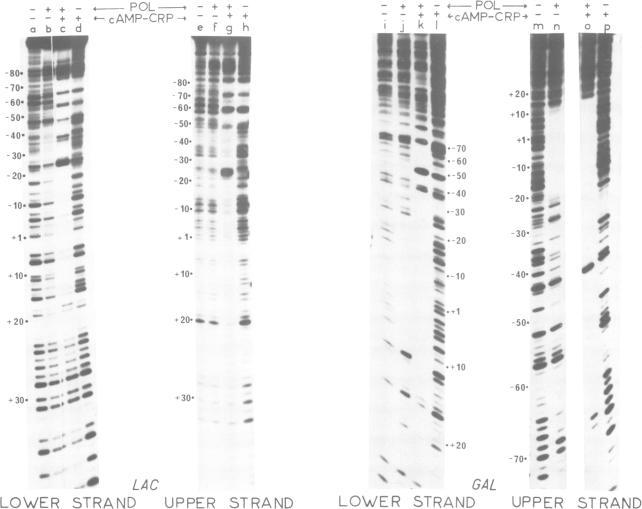 https://cdn.ncbi.nlm.nih.gov/pmc/blobs/de27/557295/e09c7ad33f16/emboj00305-0048-a.jpg