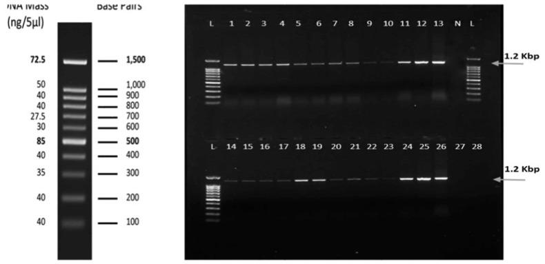 https://cdn.ncbi.nlm.nih.gov/pmc/blobs/de2b/6200047/08ebe07bdf79/ppj-34-426f3.jpg