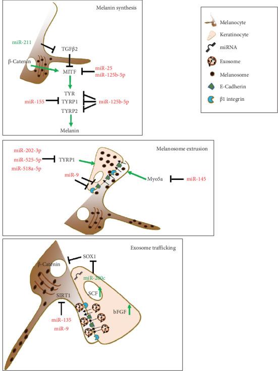 https://cdn.ncbi.nlm.nih.gov/pmc/blobs/de31/11671640/a2fa12021fb6/OMCL2024-3193670.004.jpg