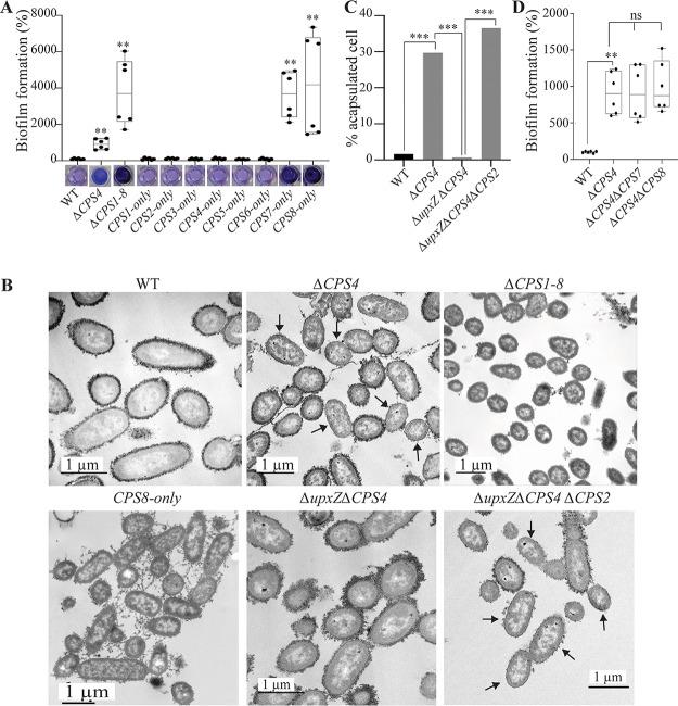 https://cdn.ncbi.nlm.nih.gov/pmc/blobs/de35/7315117/56e3e5a86159/mBio.00729-20-f0003.jpg