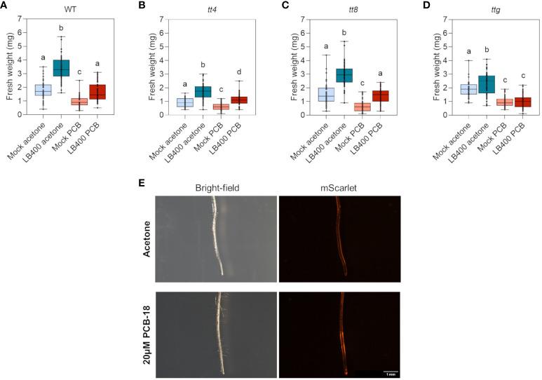 https://cdn.ncbi.nlm.nih.gov/pmc/blobs/de36/10869545/27b0ed888fa2/fpls-15-1325048-g005.jpg