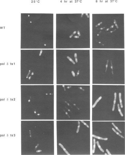 https://cdn.ncbi.nlm.nih.gov/pmc/blobs/de36/309899/3e210b4a5bf1/nar00065-0219-a.jpg