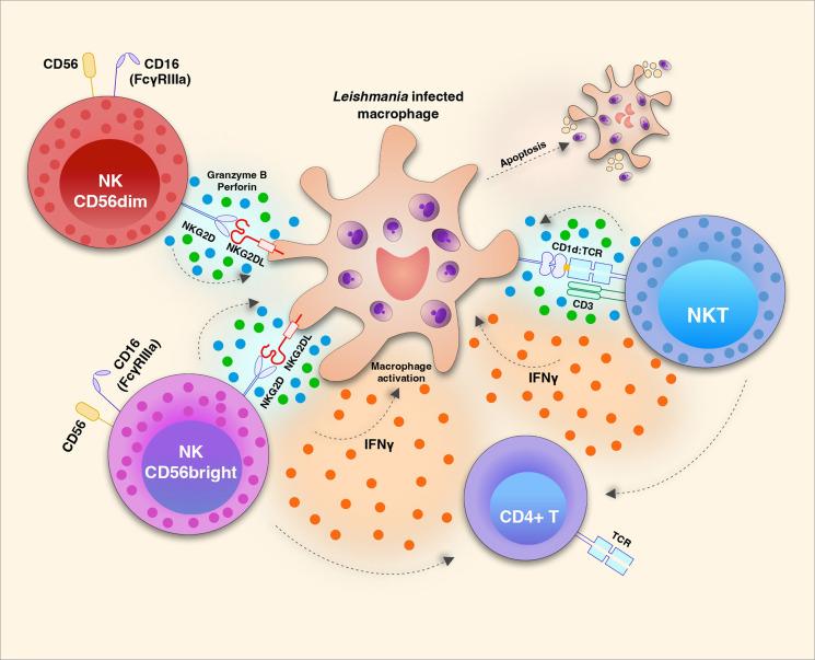 https://cdn.ncbi.nlm.nih.gov/pmc/blobs/de38/9283678/5aaf8c4c5b16/fimmu-13-933490-g001.jpg