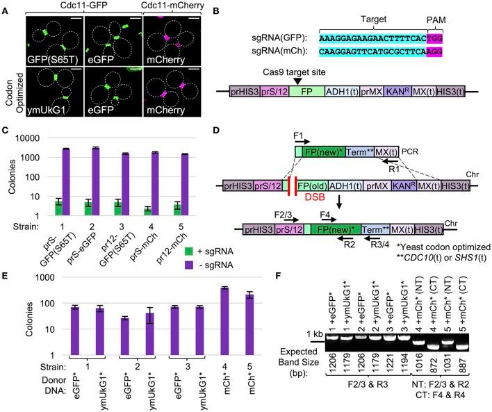 https://cdn.ncbi.nlm.nih.gov/pmc/blobs/de3a/5611381/0eb6439b7257/fmicb-08-01773-g0005.jpg