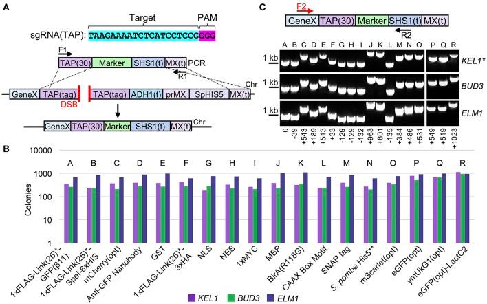 https://cdn.ncbi.nlm.nih.gov/pmc/blobs/de3a/5611381/2590bf7cb3b2/fmicb-08-01773-g0003.jpg