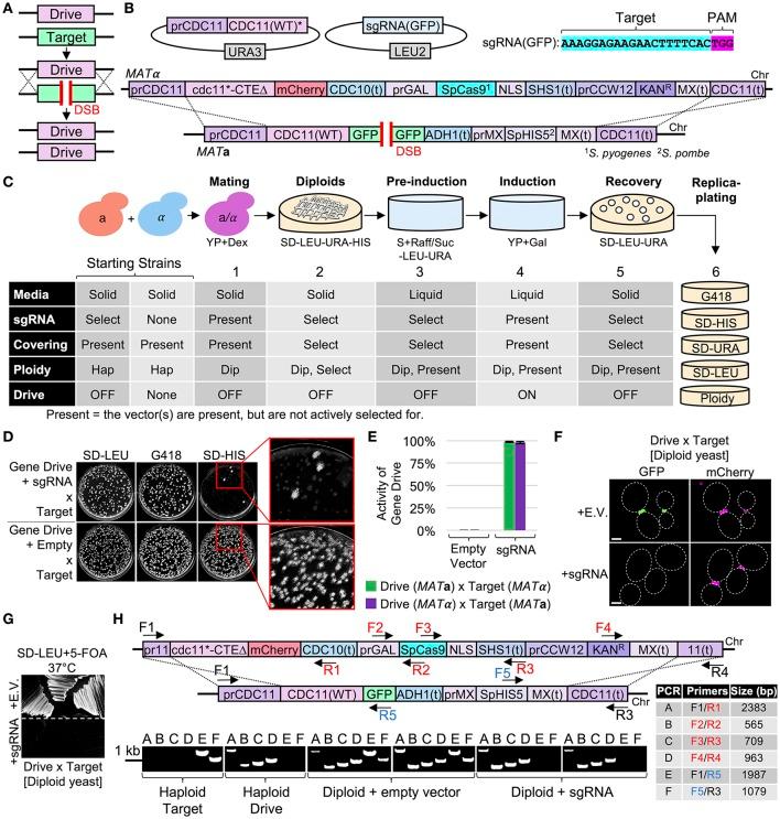 https://cdn.ncbi.nlm.nih.gov/pmc/blobs/de3a/5611381/358403dc3c67/fmicb-08-01773-g0006.jpg