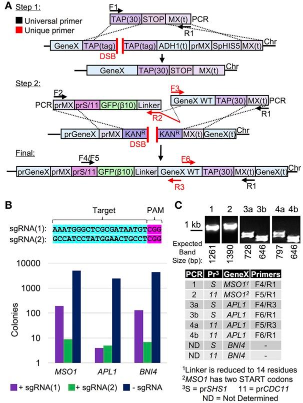 https://cdn.ncbi.nlm.nih.gov/pmc/blobs/de3a/5611381/96c52d7cd74f/fmicb-08-01773-g0004.jpg